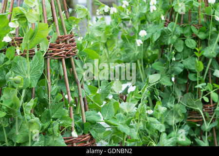 Pisum sativum. "Seigneur de pois leicester' sur un wigwam du stick de saule dans un jardin potager Banque D'Images