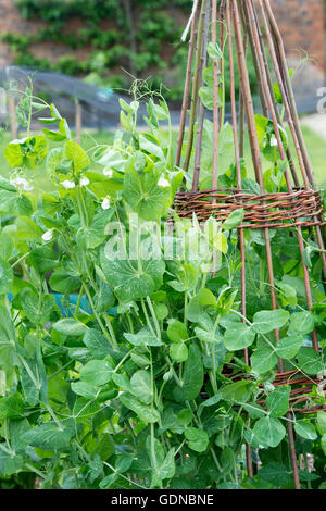 Pisum sativum. "Seigneur de pois leicester' sur un wigwam du stick de saule dans un jardin potager Banque D'Images