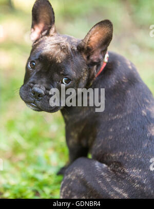 Mignon chiot bouledogue français dans le parc Banque D'Images