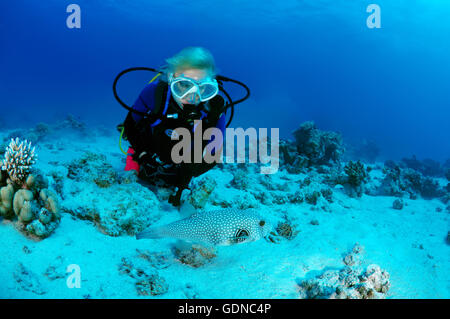 Plongeur femelle avec une pompe à taches blanches (Arothron hispidus), Shark Yolanda Reef, parc national Ras Mohammed, le Sinaï Banque D'Images