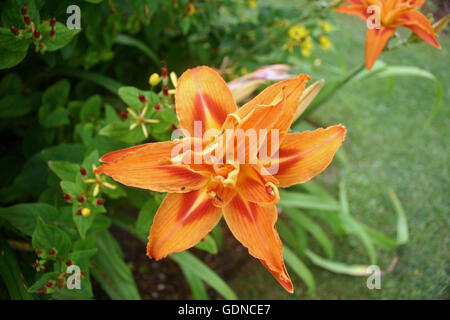 L'hémérocalle Orange Hemerocallis fulva (probablement) Banque D'Images