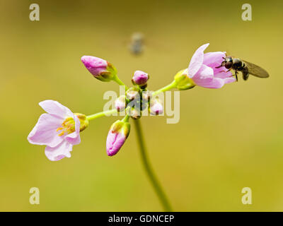 Lady's smock également connu sous le nom de la fleur de Coucou Banque D'Images