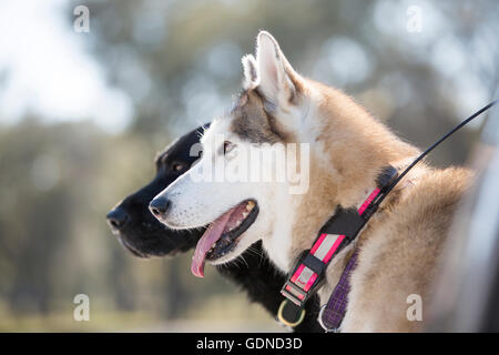 Portrait du côté du labrador et husky dog outdoors Banque D'Images