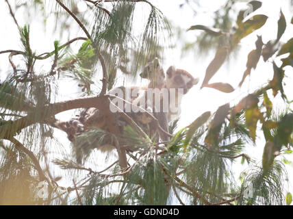 Untitled Document l'anneau (Lemur catta) dans l'arbre avec ses bébés, Antananarivo, Madagascar Banque D'Images