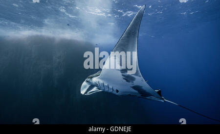 Manta Ray océanique géant Banque D'Images