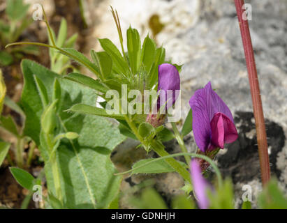 Vesce commune - Vicia sativa fleur sauvage de Chypre Banque D'Images