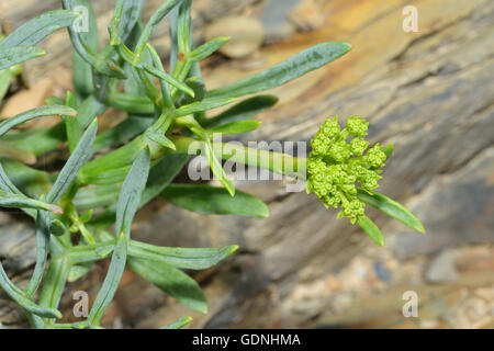 Rock Samphire - Crithmum maritimum mer Terre Plante Banque D'Images