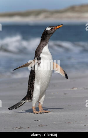 Le Penguin Gentoo Banque D'Images