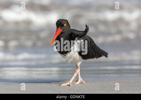 Magellanic Oystercatcher Banque D'Images