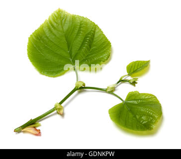 Feuilles vert tilleul. Isolé sur fond blanc. Banque D'Images