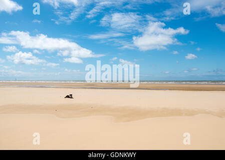 Border Collie sur une vaste étendue de plage à Formby point de la côte de la région de Merseyside, au nord-ouest de l'Angleterre. Banque D'Images
