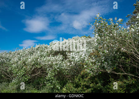 Feuilles argentées de peuplier blanc (Populus alba) contre un ciel d'été bleu à Formby point, le Merseyside. Banque D'Images