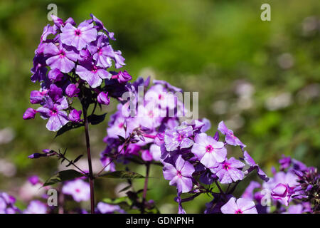 Des fleurs vivaces parfumées, Phlox paniculata 'Blue Paradise' Banque D'Images