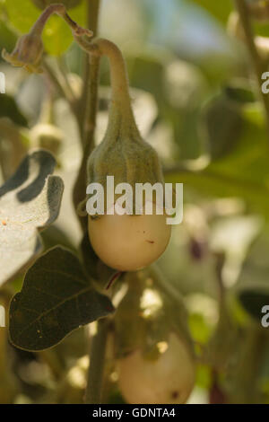 Les jeunes de plus en plus de l'aubergine dans un jardin biologique au printemps dans le sud de la Californie. Banque D'Images