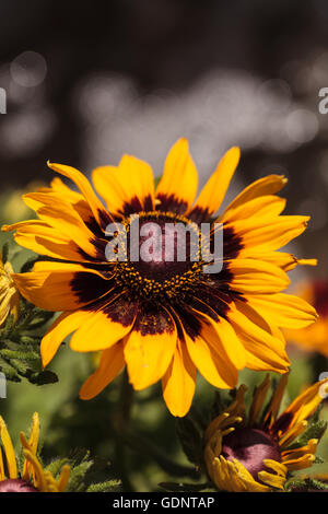 Gloriosa Daisy black-eyed susan fleurs à côté d'un pourpre salvia fleurs dans un jardin botanique Banque D'Images