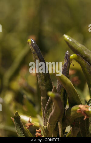 Le piment pousse dans un jardin biologique au printemps dans le sud de la Californie. Banque D'Images