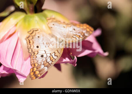 Papillon paon blanc vanille Agraulis est perché sur une fleur dans un jardin botanique au printemps. Banque D'Images