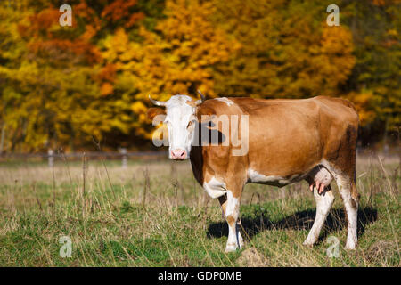 Seule vache broute dans le champ. Blazing orange maple tree met en lumière vert pâturage. Banque D'Images