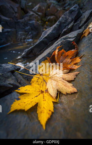 Automne feuilles d'érable en appui sur un rocher Banque D'Images