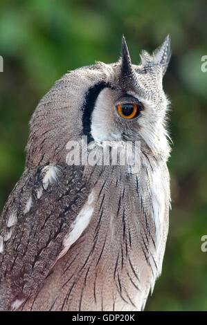 Portrait of a Northern white-faced Owl, Ptilopsis Lucotis,white-faced Scops-Owl en captivité Banque D'Images