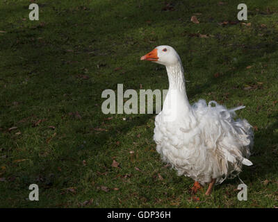 Plumes d'oie blanche avec curly dans une ferme d'oiseaux Banque D'Images