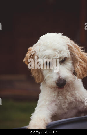 Cockerpoo chiot avec couche de couleur crème et marron oreilles Banque D'Images