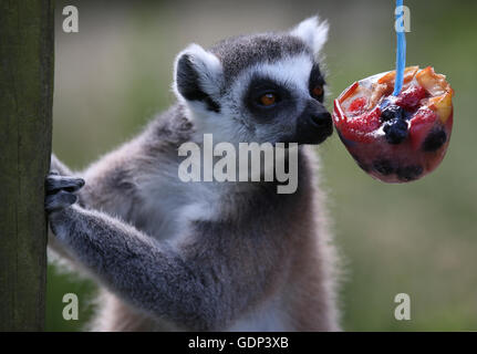 Untitled Document Un anneau à Blair Drummond Safari Park, près de Stirling bénéficie d'un traitement de fruits congelés dans son enceinte que la mini-canicule devrait se poursuivre avec un jour de températures tropicales en amont d'une nuit d'orages torrentiels devrait attirer près d'un mois de pluie. Banque D'Images