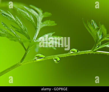 Close up de gouttelettes d'eau sur la tige feuilles vert Banque D'Images