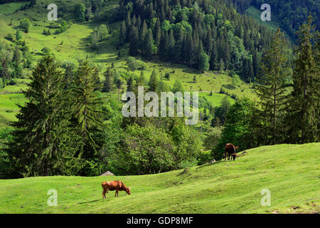 Dzembronya Village, Carpates, région, l'Ukraine l'viv Banque D'Images