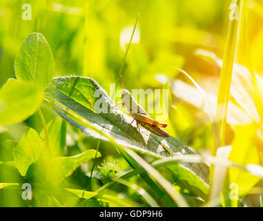 Close up de criquets sur feuille verte Banque D'Images
