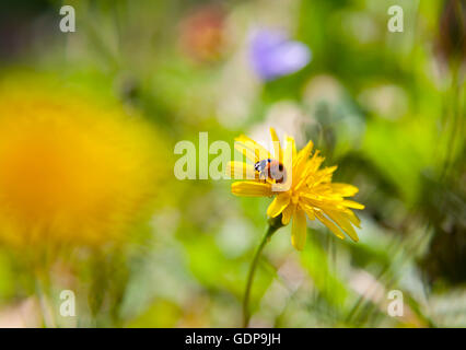 Close up de coccinelle sur fleur de pissenlit Banque D'Images