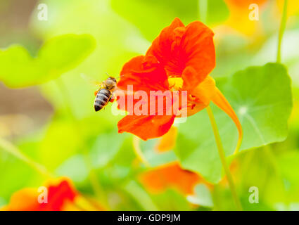 Close up of bee landing sur fleurs de capucine (tropaeolum), Banque D'Images