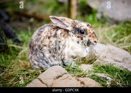 Lapin assis dans l'herbe verte entre pierres Banque D'Images