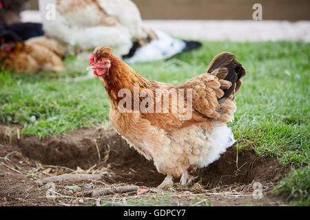 Poule brune sur une ferme dans la cour permanente Banque D'Images