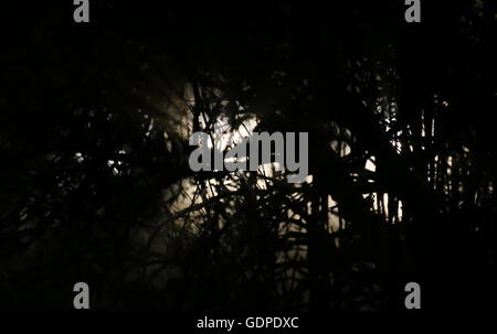 La lumière blanche qui brillait à travers arbre dans la nuit. Banque D'Images