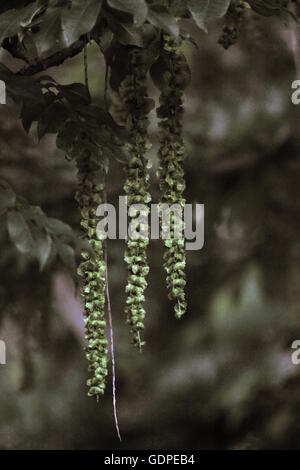 Hanging fruits du caucasian wingnut (Elaeagnus commutata) avec un effet sépia appliqué. Banque D'Images