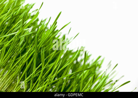 Green grass isolated on white Banque D'Images