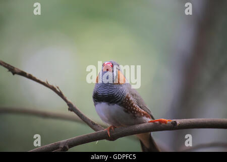 Homme diamant mandarin (Taeniopygia guttata) assis sur une branche. Banque D'Images