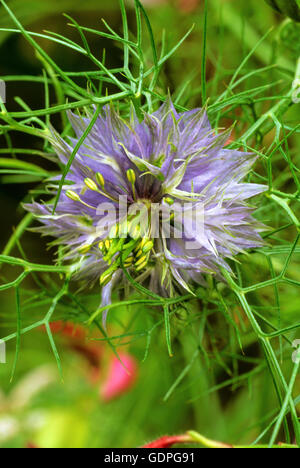 Nigella damascena,, l'amour dans un brouillard, Banque D'Images