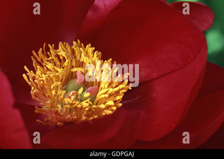 La pivoine Scarlet O'Hara, Paeonia,rouge,jaune orangé Banque D'Images