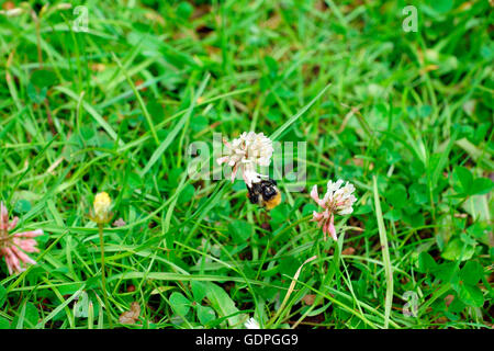 Bourdon SUR CLOVER Banque D'Images