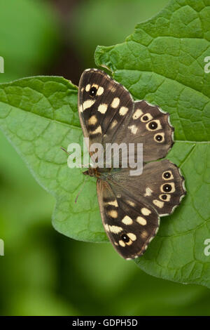 Bois moucheté butterfly close up Banque D'Images