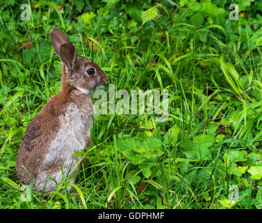 Close up side shot d'un jeune lapin sauvage dans les haies de la campagne, s'assit sur l'herbe verte fraîche d'alerte Banque D'Images