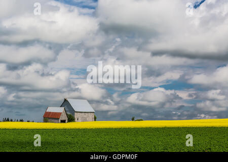 Le canola et de pommes de terre dans les terres agricoles sur le milieu rural de l'Île du Prince-Édouard, Canada. Banque D'Images