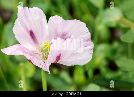 Selective focus sur un seul Papavers Somniferum pavot chaud avec une faible profondeur de champ. prix pour le texte et l'espace de copie Banque D'Images