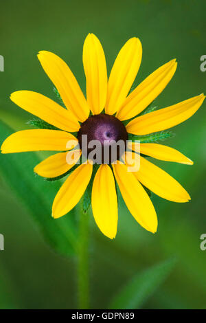 Black Eyed Susan (Rudbeckia) pétales close up Banque D'Images