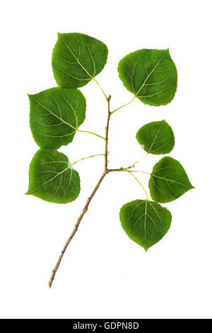 Les feuilles de peuplier faux-tremble close up découper sur fond blanc Banque D'Images