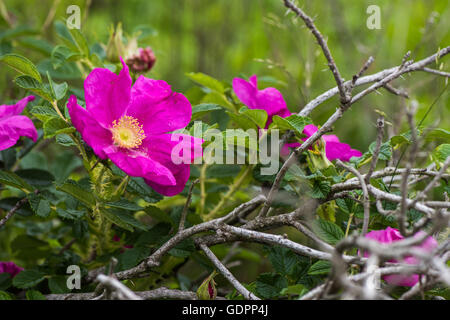 Dog Rose blossoms rosa canina Banque D'Images