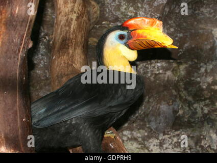 Sunda mâle calao (Aceros corrugatus) Banque D'Images