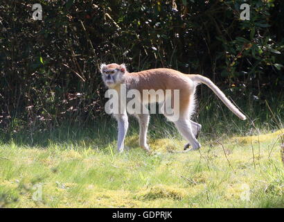 L'Afrique de l'alerte ou singe Patas Hussar (Erythrocebus patas) Banque D'Images